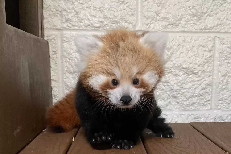Buttonwood Park Zoo Needs Your Help to Name This Baby Red Panda