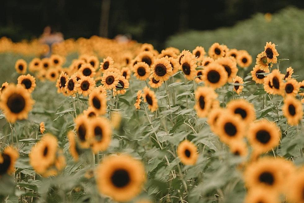 These Sunflower Farms Are Here to Save Your Summer