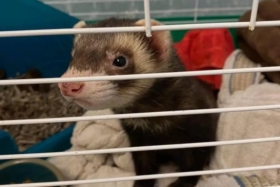 Fall River Animal Control Finds Two Ferrets