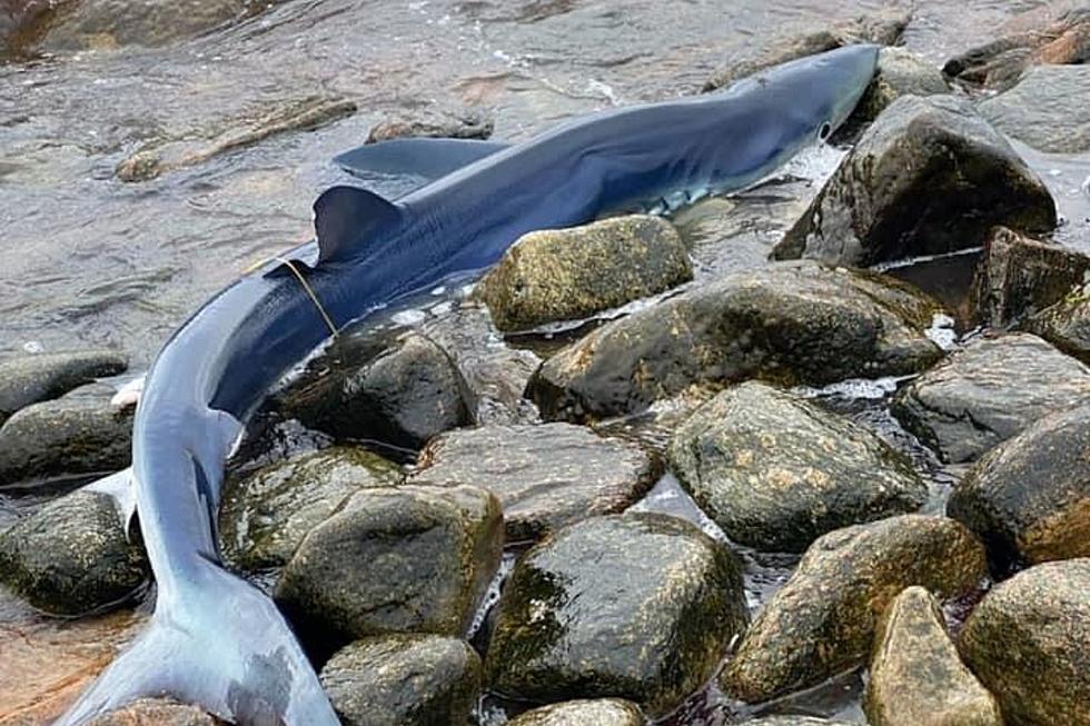 A Shark Got Stranded on the Rhode Island Shore Over the Weekend