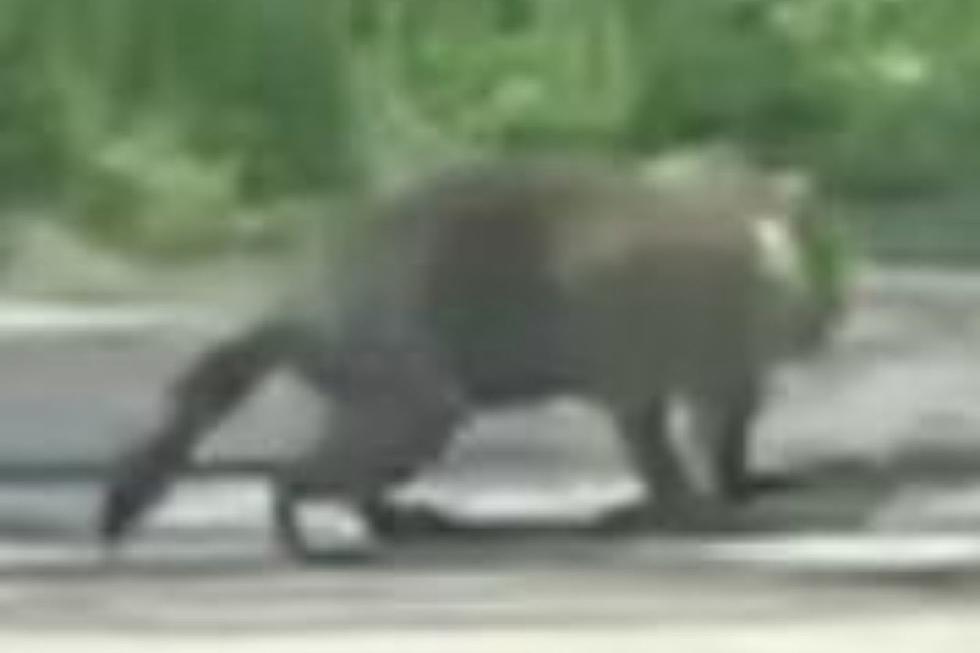 See Video Evidence of Mysterious Animal Spotted in Mattapoisett, Massachusetts