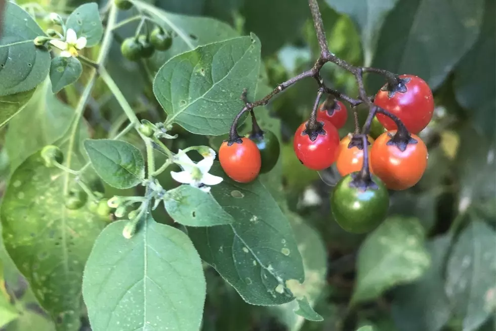 This Toxic Backyard Berry Found on the SouthCoast Is Dangerous if Eaten