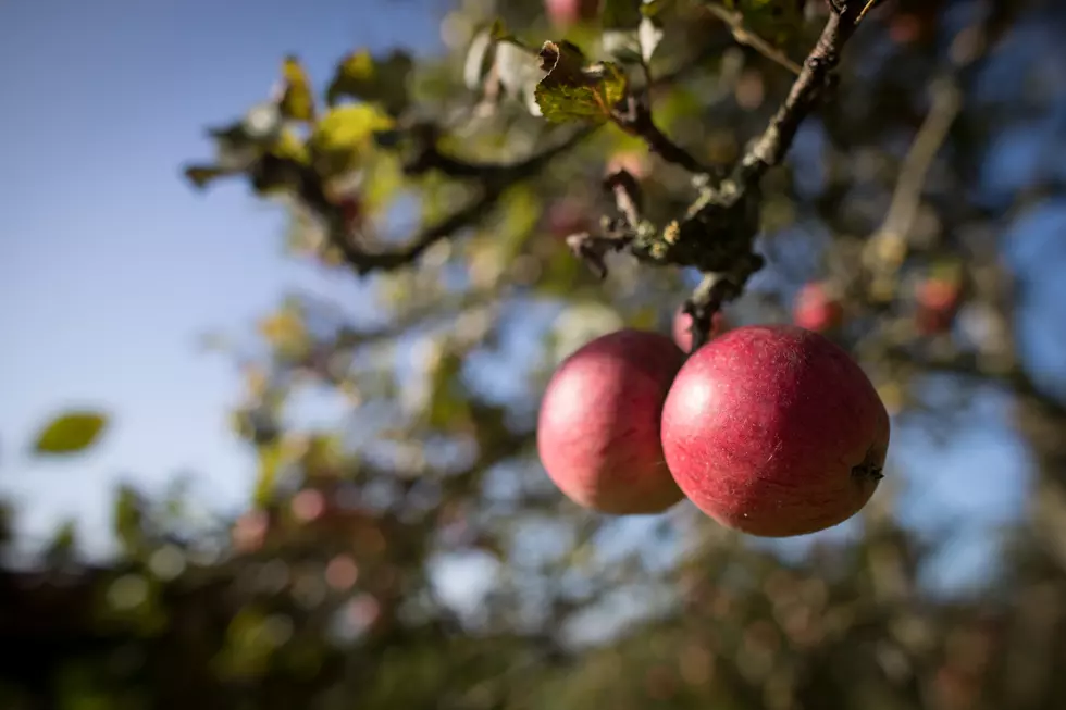 The SouthCoast's Best Time to Go Apple Picking