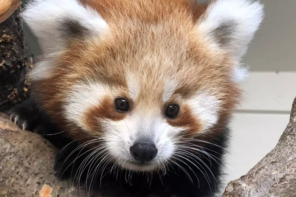 Baby Kodo Made Her Debut on International Red Panda Day