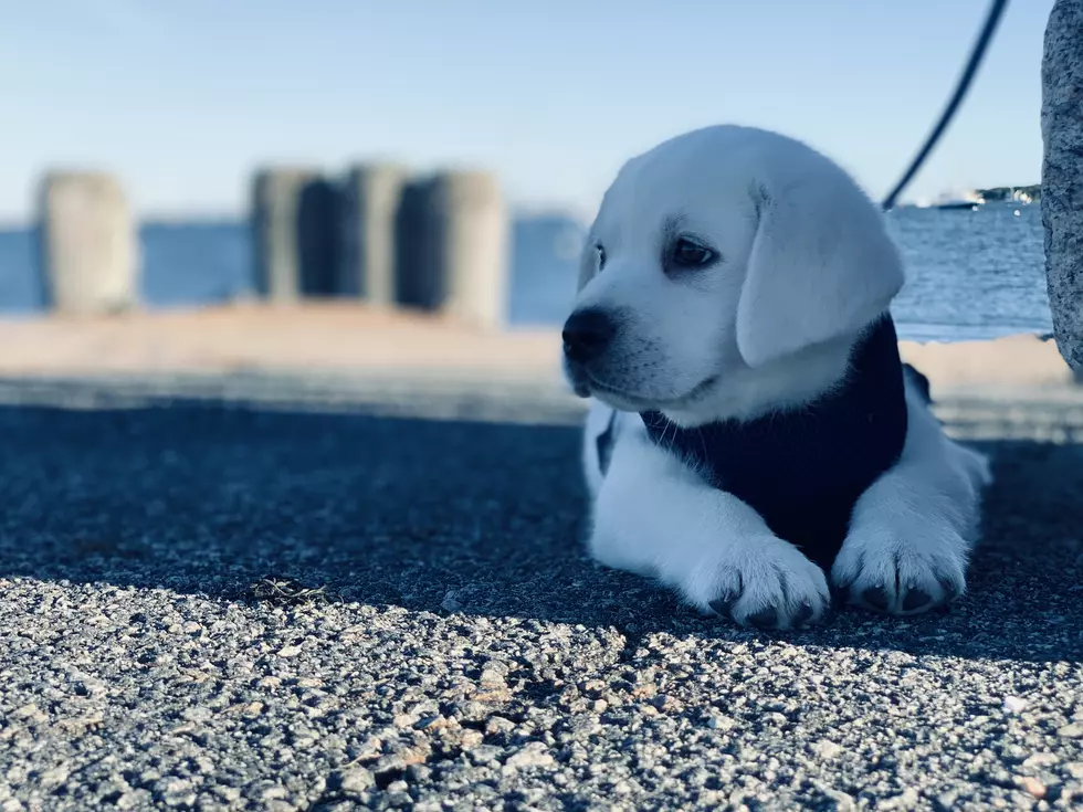 Which Is Harder, a Newborn or a Puppy?