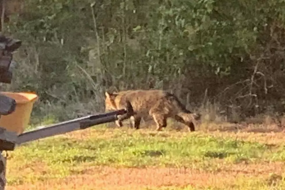 Large Unknown 'Wildcat' Spotted on Westport Farm