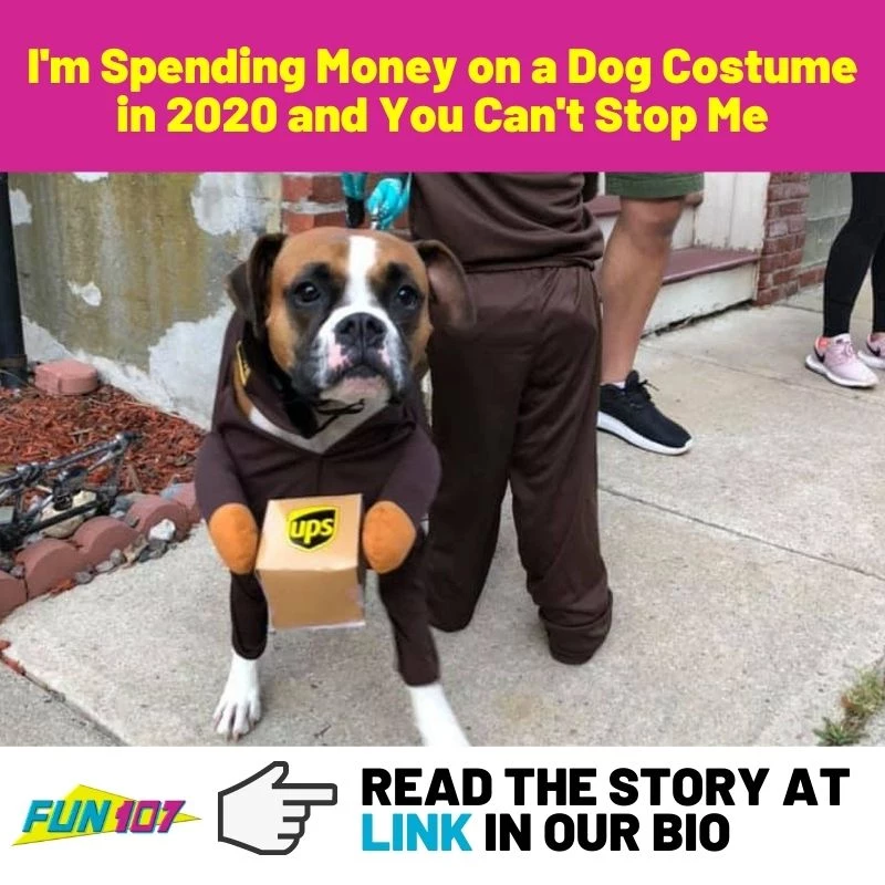 I M Spending Money On A Dog Costume In And You Can T Stop Me