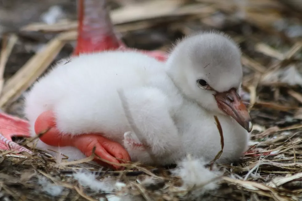 Baby Flamingo Born at Roger Williams Park Zoo