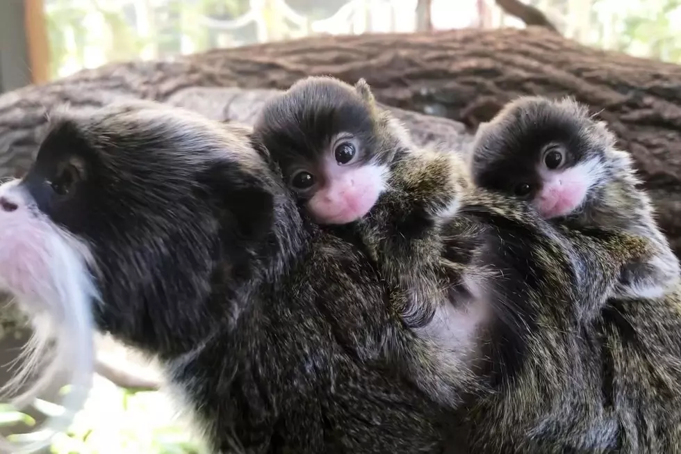 More Bearded Emperor Tamarin Twins Born at Buttonwood Park Zoo