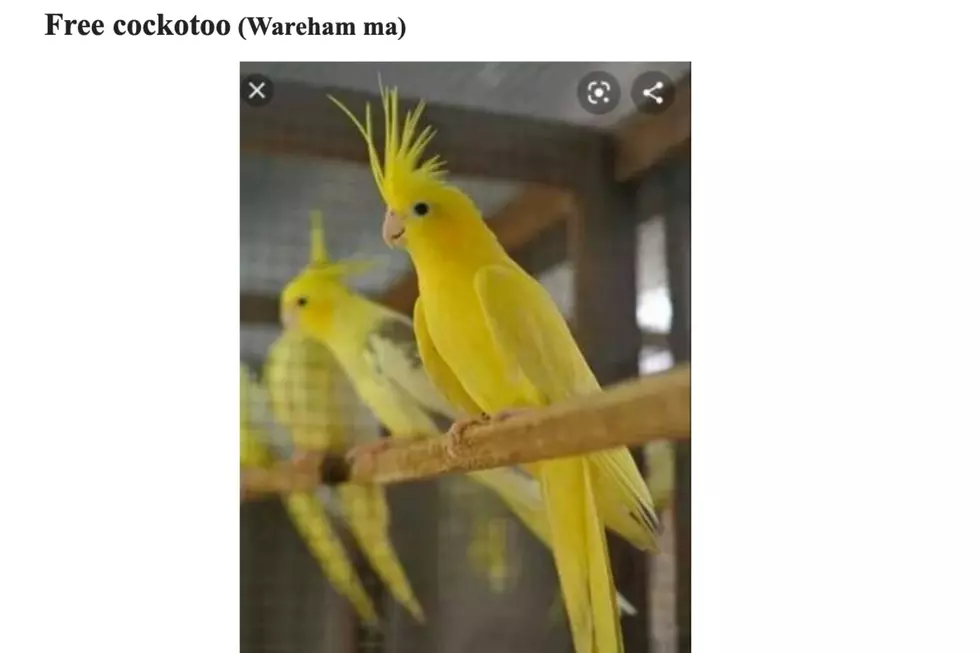 Free Wareham Cockatoo Is Just a Cockamamie Prank