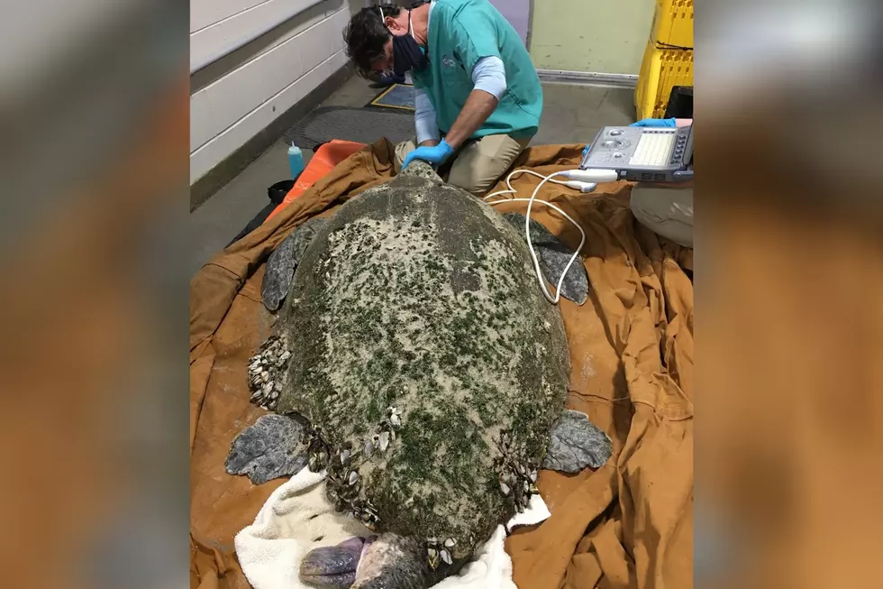 New England Aquarium Saves Cold-Stunned Turtles