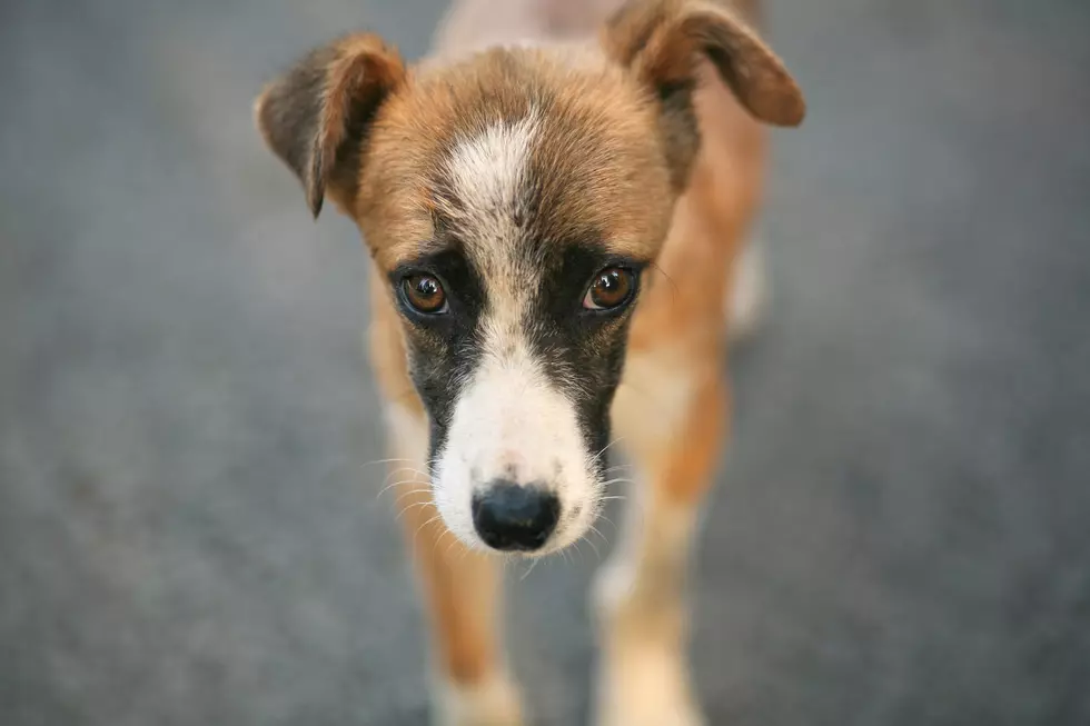 Acushnet Man Wants to Help Animals During the Season of Giving