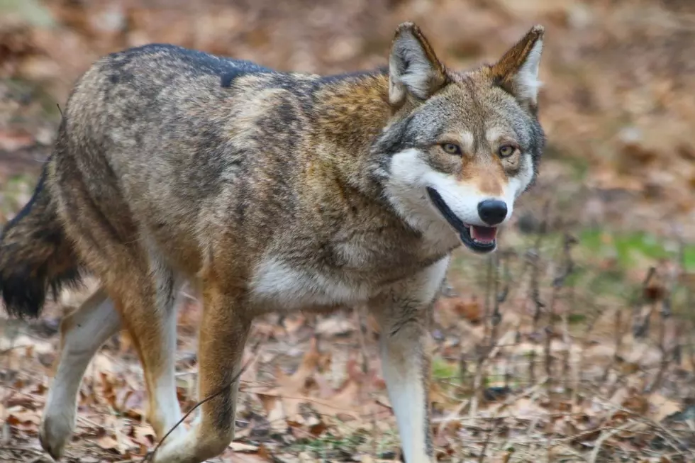 Roger Williams Park Zoo Welcomes New American Red Wolf