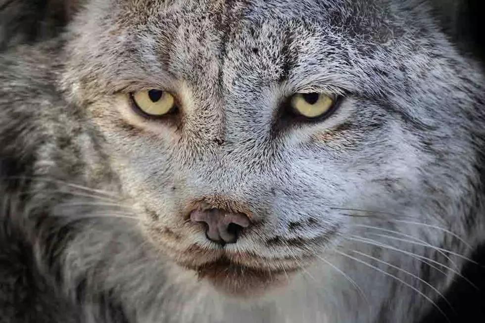 Buttonwood Park Zoo Mourning the Loss of Canada Lynx