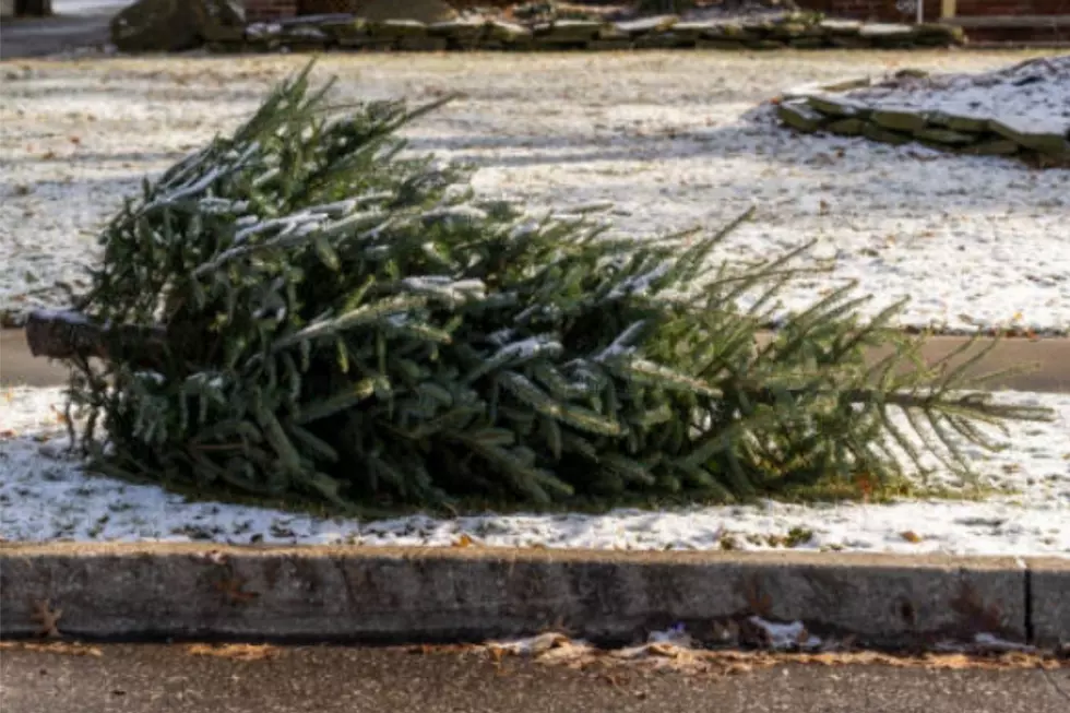 New Bedford, Fall River Announce Christmas Tree Disposal Plans