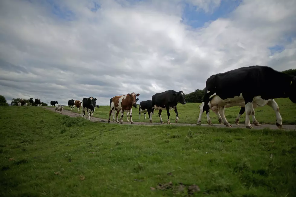 Fairhaven Cow Herd Escapes Farm and Reaches Highway
