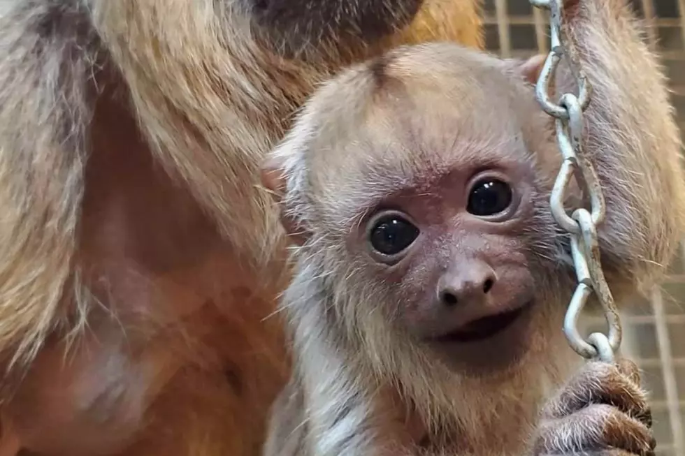 Baby Howler Monkey Born at Roger Williams Park Zoo