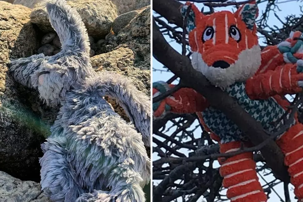 Help Reunite SouthCoast Stuffed Animals With Their Families