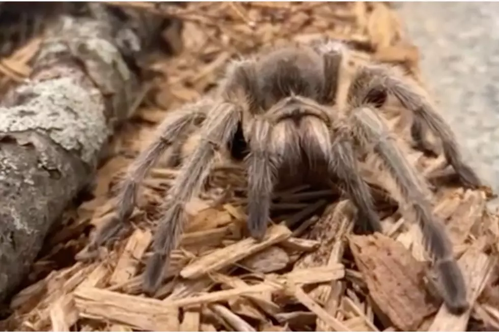 Boston Animal Shelter Looking for a Home for Gwen the Tarantula