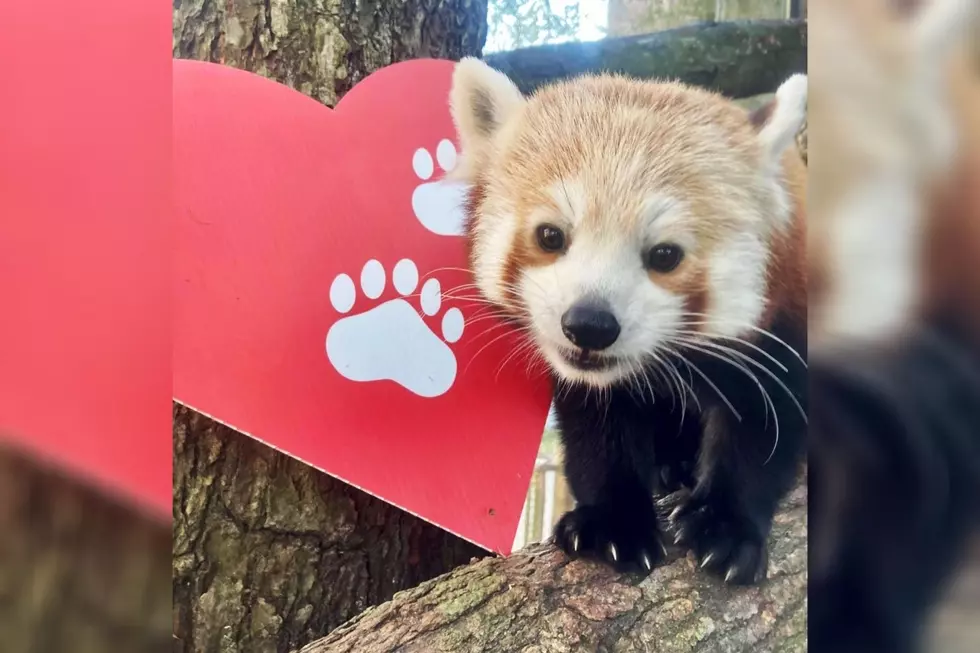 New Bedford Zoo Asks SouthCoast to Share the Love