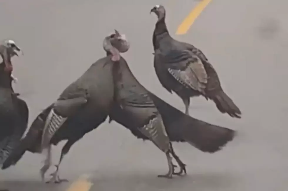 Rochester Turkey Hen Street Fight Caught on Video