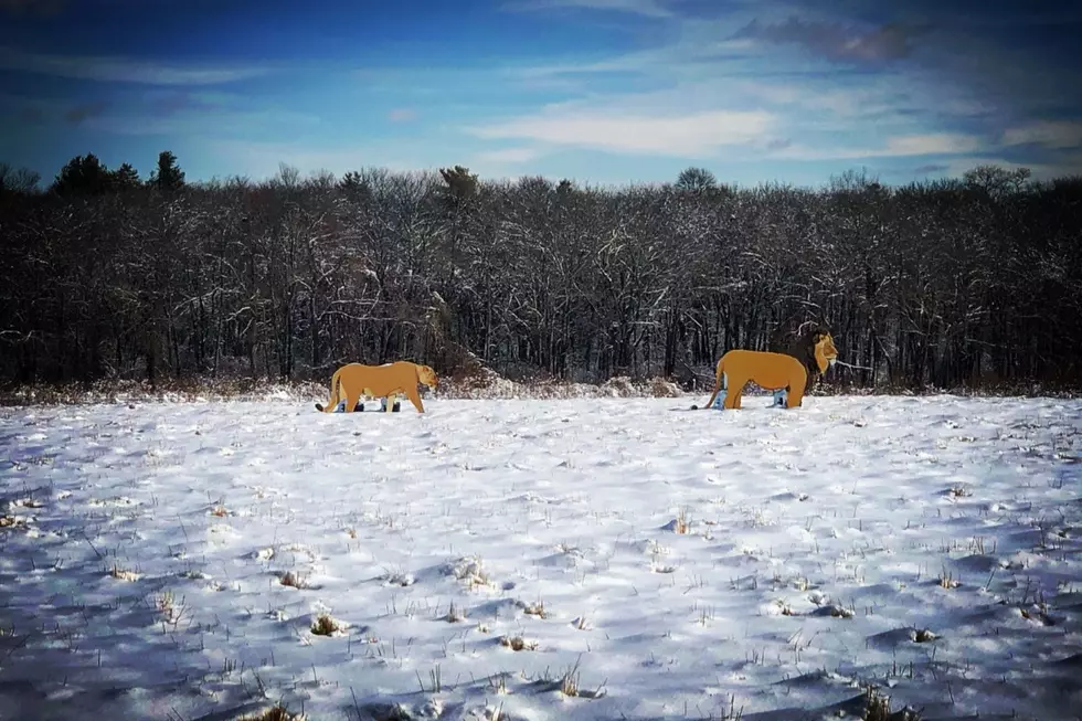 Pair of &#8216;Lions&#8217; Spotted in Westport