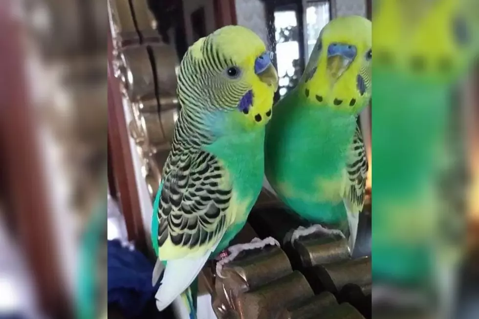 Fall River Man&#8217;s Parakeet Flies the Coop