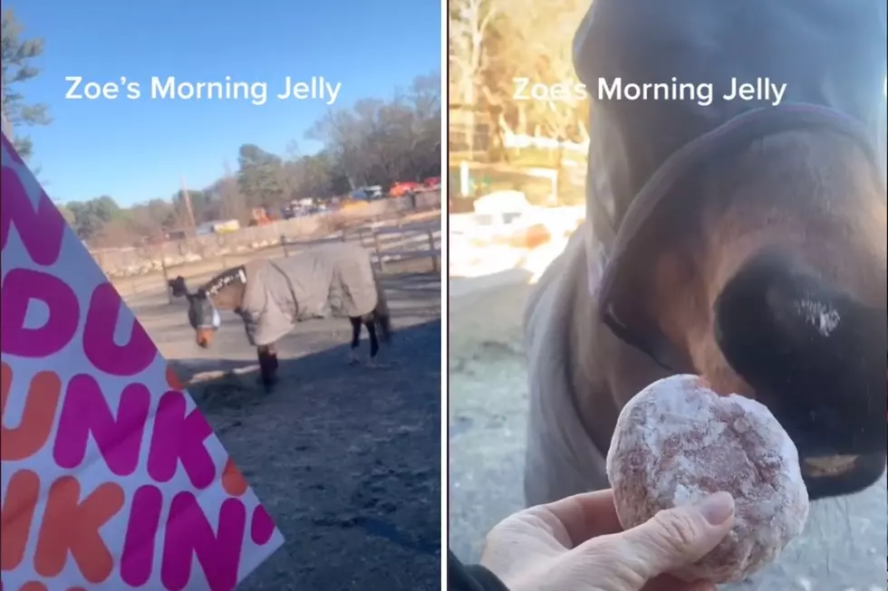 This Middleboro Horse Runs on Donuts from Dunkin&#8217;