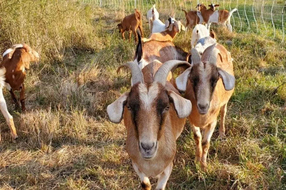 The Goatbusters Are Hard-Working 'Kids' in Dartmouth