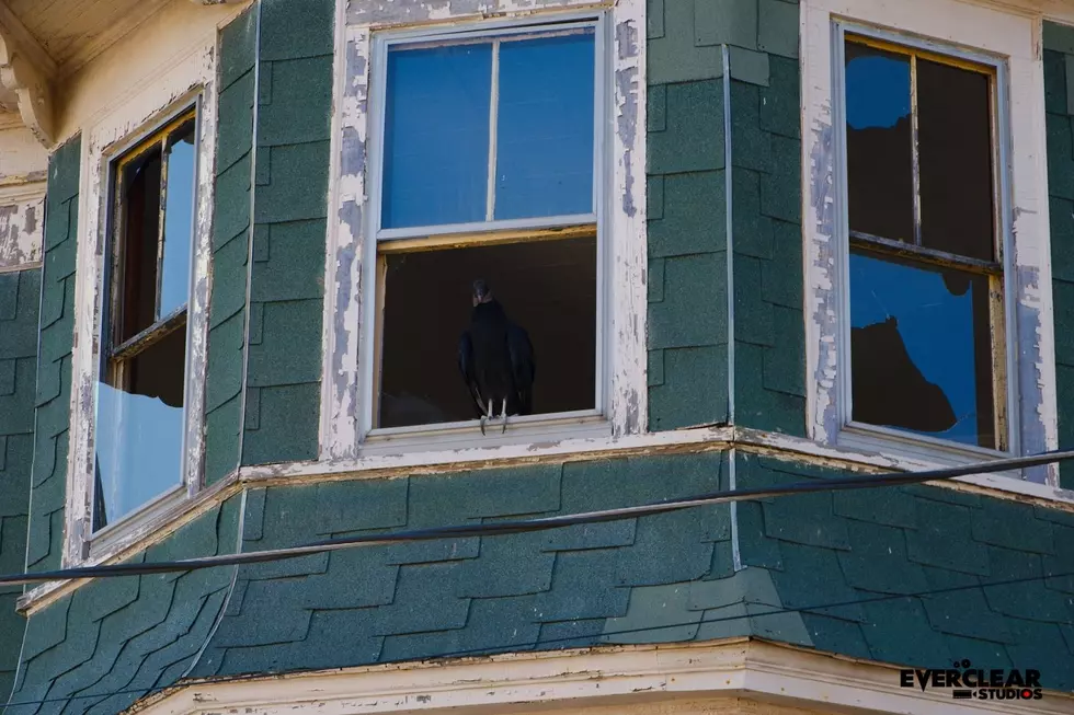 Creepy Vulture Watches Over New Bedford From Empty House