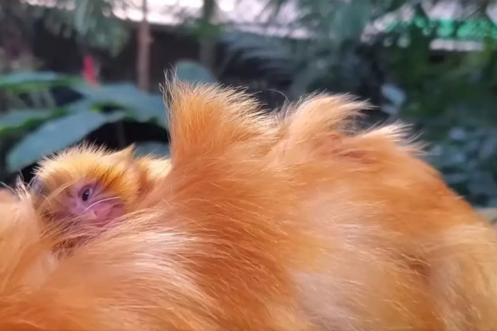 New Baby Golden Lion Tamarin Born at Roger Williams Park Zoo