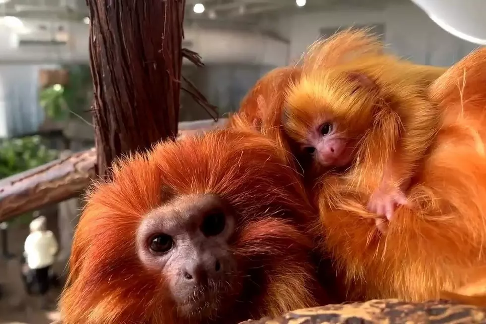 Photo contributed by Roger Williams Park Zoo