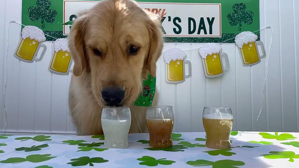 Lucky Mattapoisett Dogs Do a St. Paddy&#8217;s Day &#8216;Pup Crawl&#8217; [VIDEO]