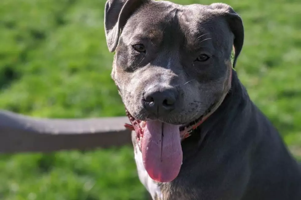 Fairhaven Pit Bull Is Ready to Go Home for Good [WET NOSE WEDNESDAY]