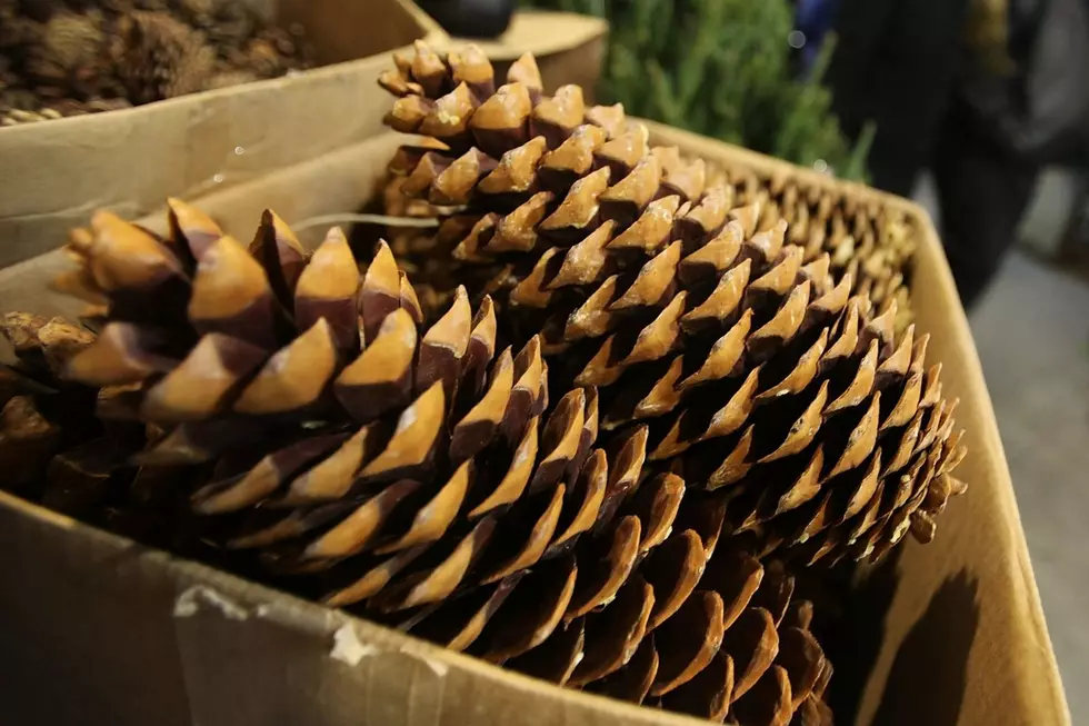 Could Clam Shells and Pine Cones Become SouthCoast Exports?