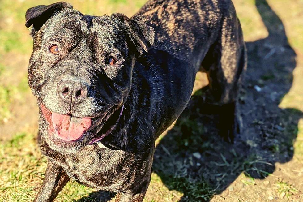 Fairhaven Shar-Pei Awaits a Forever Home [WET NOSE WEDNESDAY]