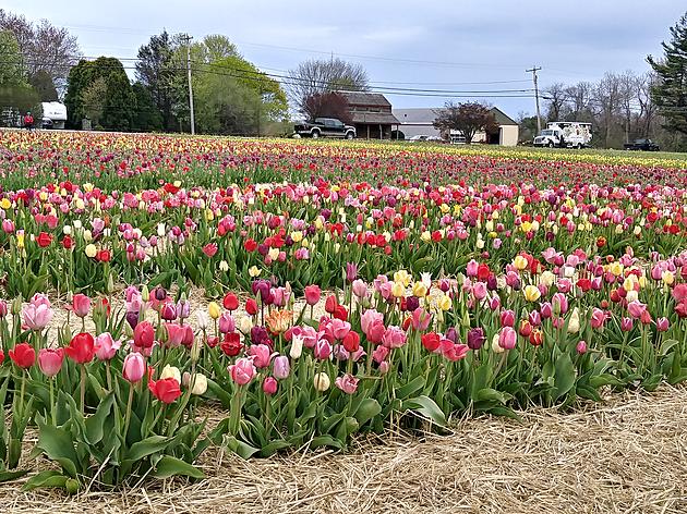 Rhode Island&#8217;s Wicked Tulips Will Let You Frolic in the Flowers This Spring