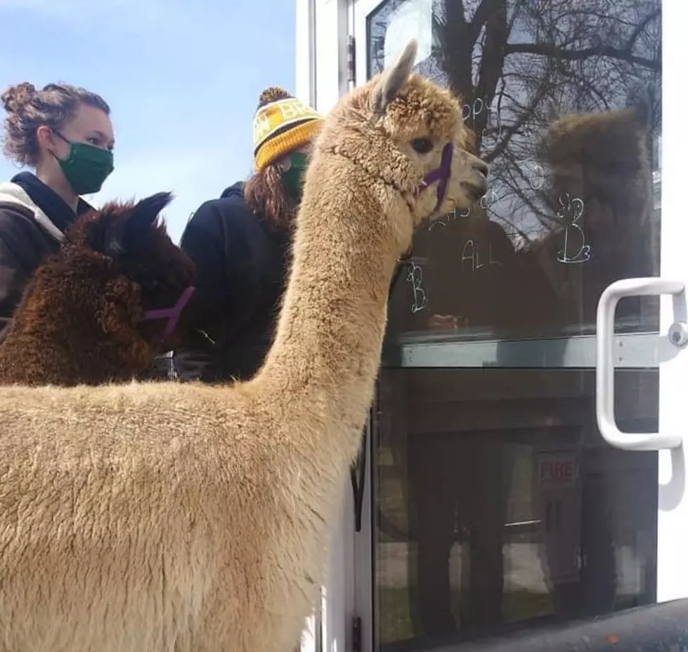 Photo Courtesy of Pine Meadow Alpacas