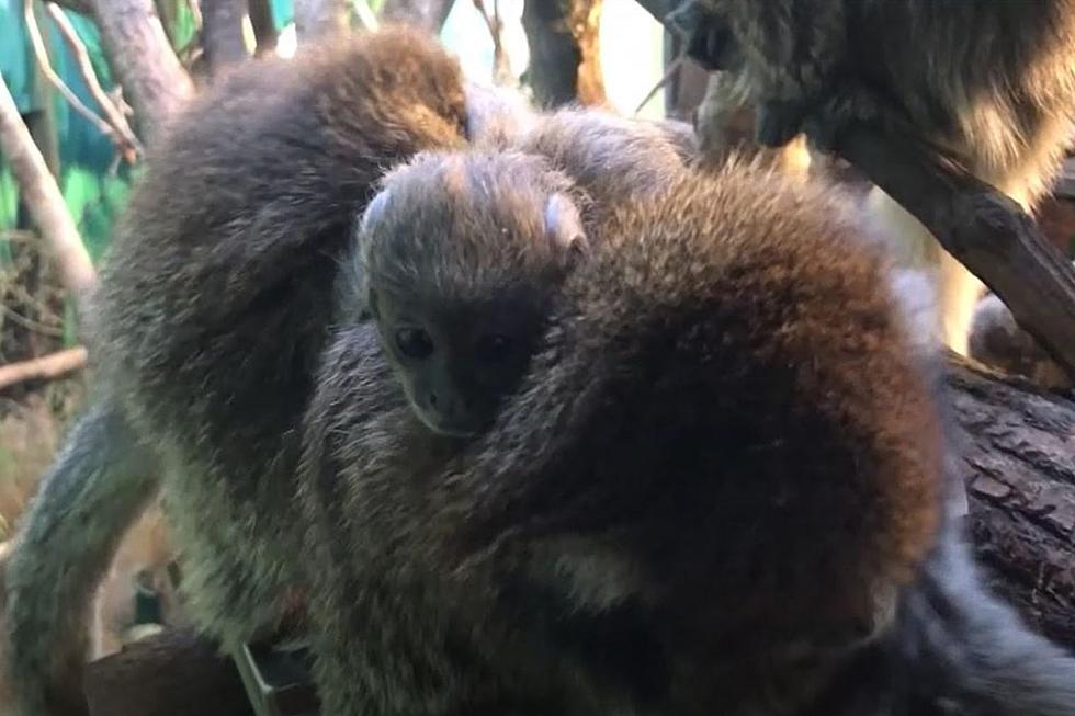 Fourth Bolivian Gray Titi Monkey Baby Born at Buttonwood Park Zoo