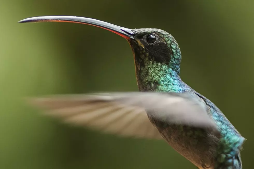 SouthCoast Hummingbirds Are Coming So Here&#8217;s What You Need to Know