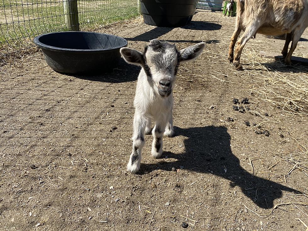 Goat Yoga is Back at Mattapoisett Farm
