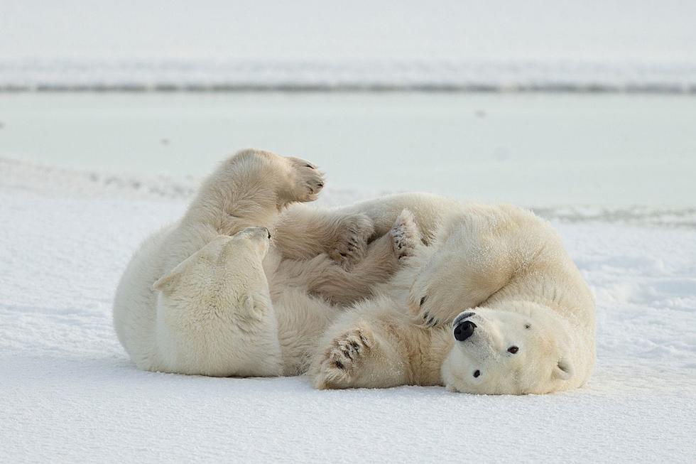 'Preserving a Future for Polar Bears Across the Arctic'