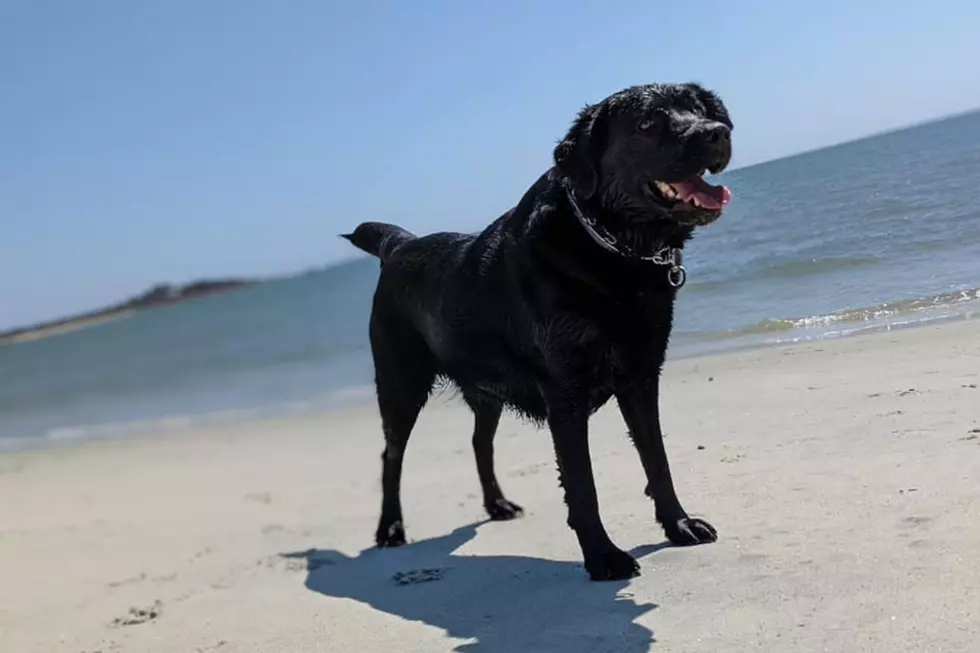 Where Are the SouthCoast's Dog-Friendly Beaches?