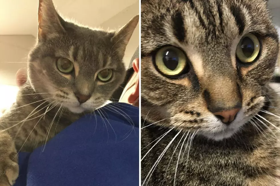 Acushnet Cat Siblings Are a Package Deal and Ready for a Home [WET NOSE WEDNESDAY]