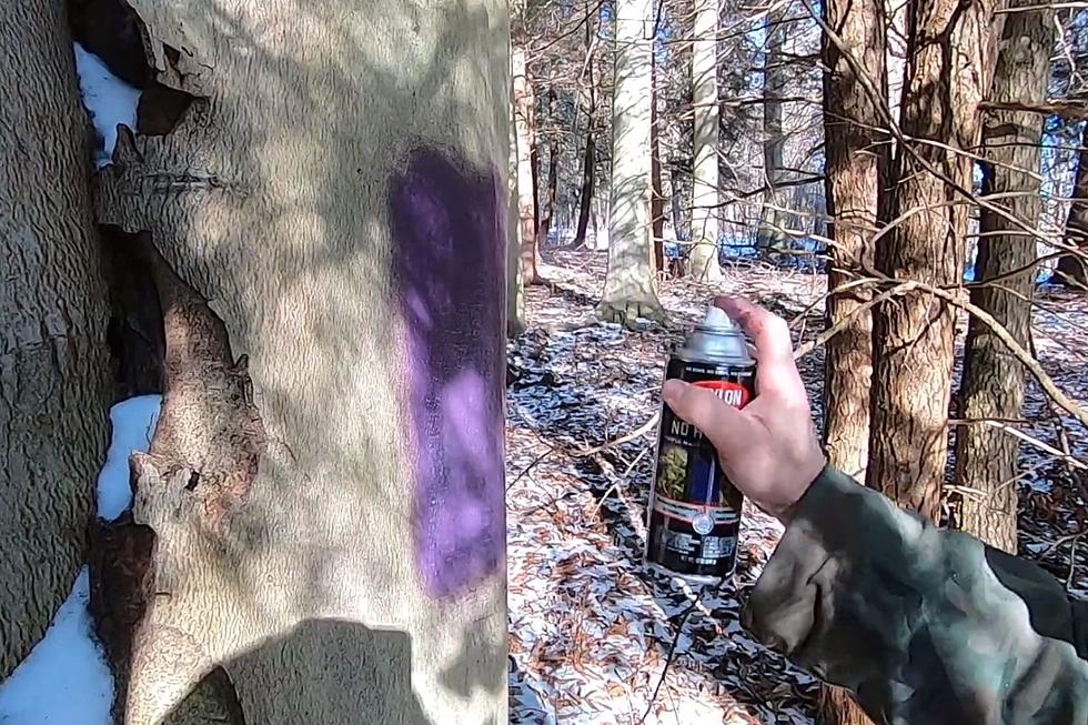 Should Massachusetts Adopt The Purple Paint Law?