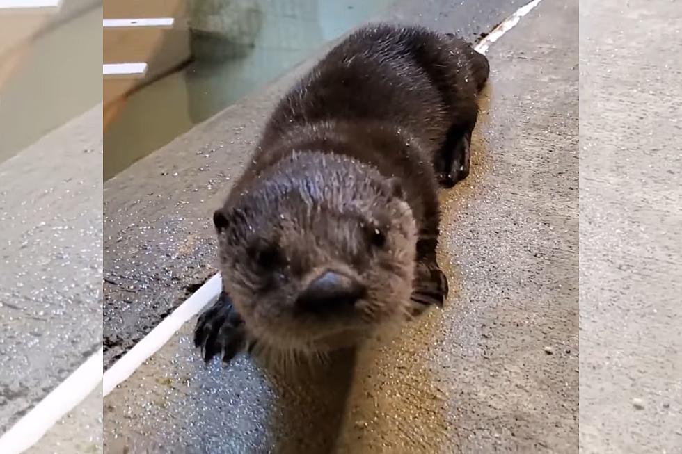 You ‘Otter’ See These Pups Learn to Swim at Roger Williams Zoo