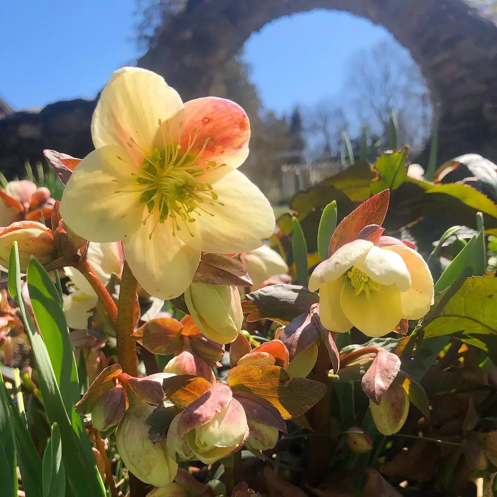 Blithewold Mansion, Gardens and Arboretum on Facebook