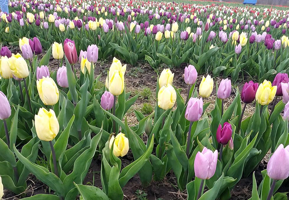 How to Make the Most of Rhode Island's Wicked Tulips Flower Farm