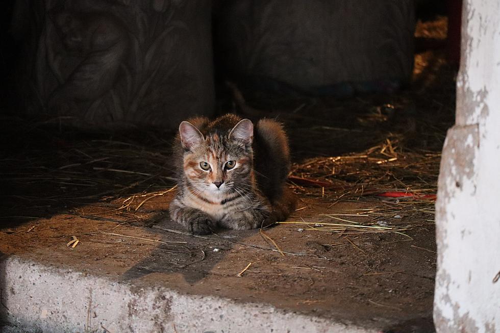 Stray's biggest fans are mesmerized cats