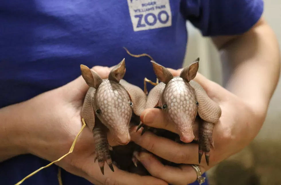 A BIG DILLO: Roger Williams Park Zoo Welcomes Four New Pups 